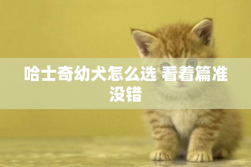 哈士奇幼犬怎么選 看著篇準沒錯