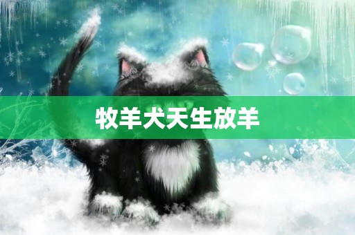 牧羊犬天生放羊