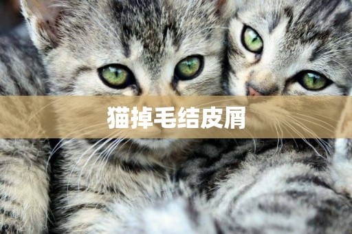 貓掉毛結皮屑