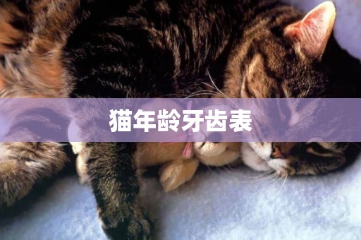貓年齡牙齒表