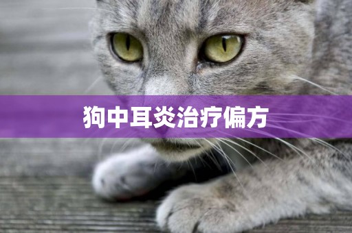 狗中耳炎治療偏方
