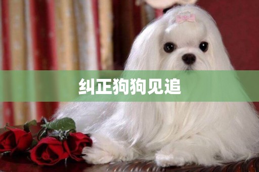 糾正狗狗見追