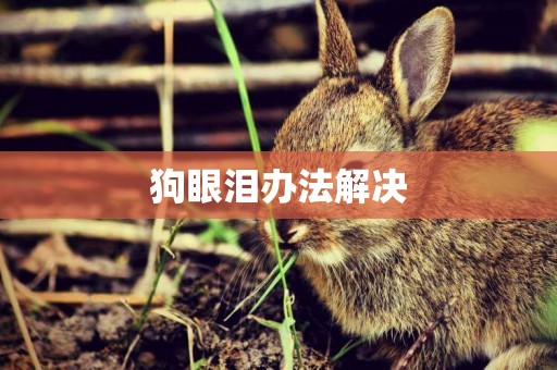 狗眼淚辦法解決