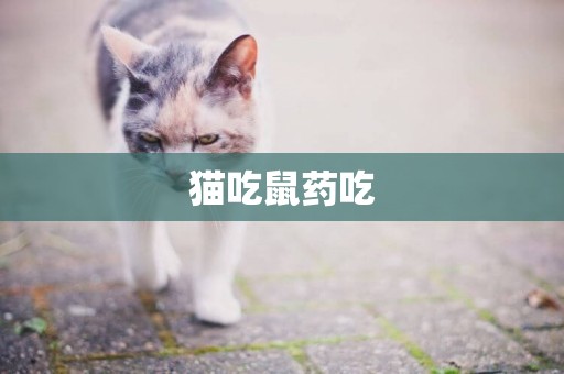 貓吃鼠藥吃