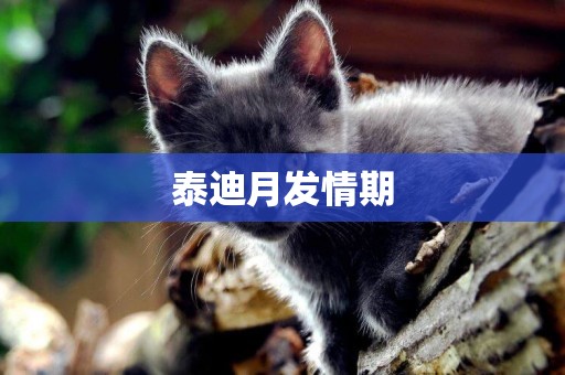 泰迪月發情期