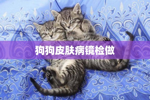 狗狗皮膚病鏡檢做
