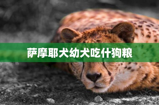 薩摩耶犬幼犬吃什狗糧