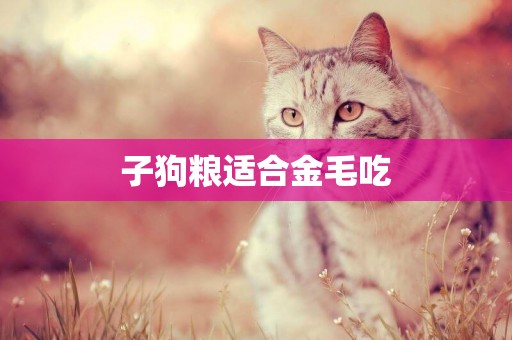 子狗糧適合金毛吃