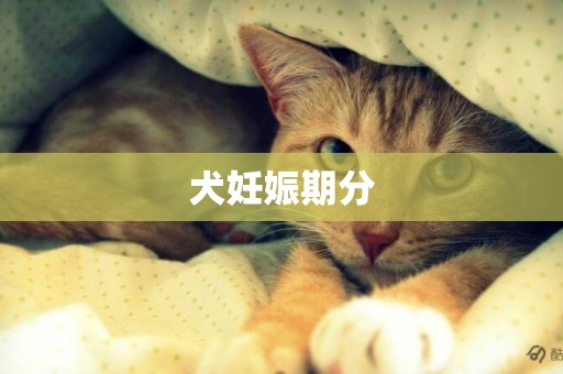 犬妊娠期分