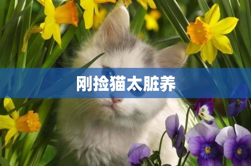 剛撿貓太臟養