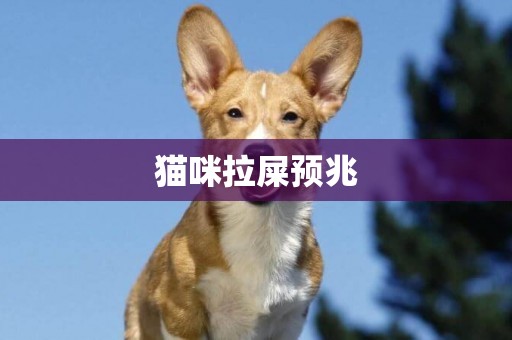 貓咪拉屎預兆