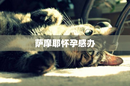 薩摩耶懷孕感辦