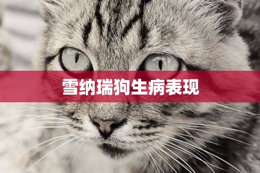 雪納瑞狗生病表現