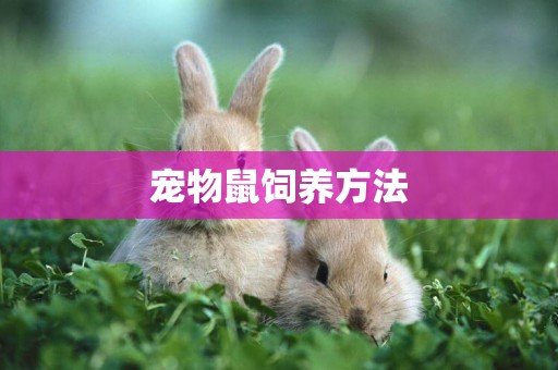 寵物鼠飼養方法