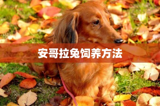 安哥拉兔飼養方法