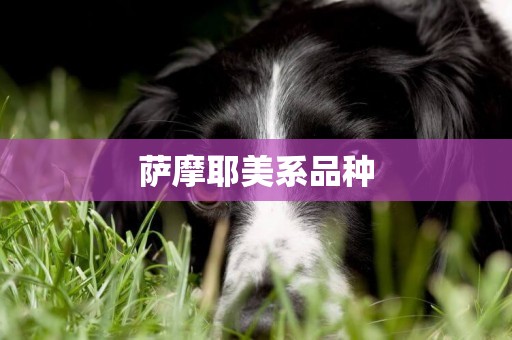薩摩耶美系品種