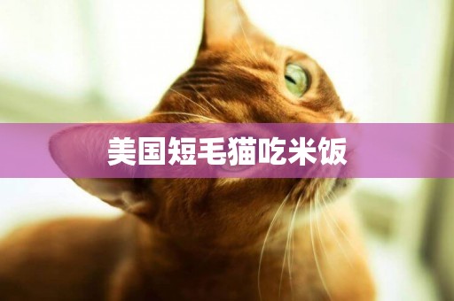 美國短毛貓吃米飯