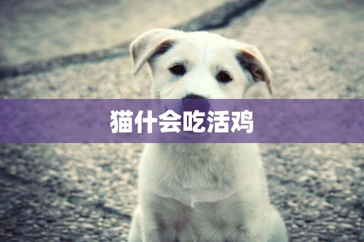 貓什會吃活雞