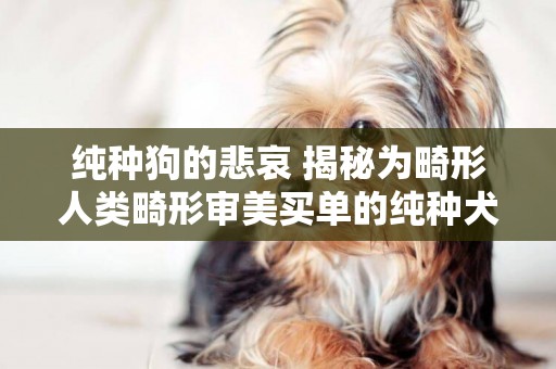 純種狗的悲哀 揭秘為畸形人類畸形審美買單的純種犬