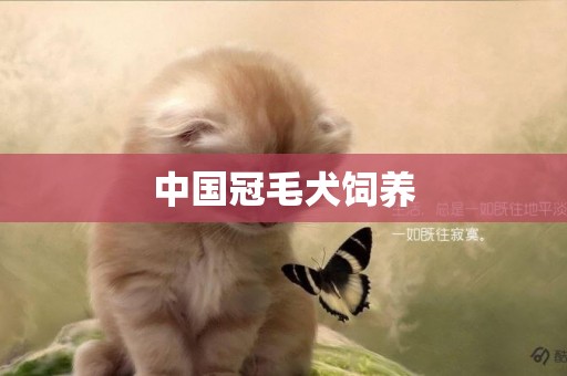 中國冠毛犬飼養