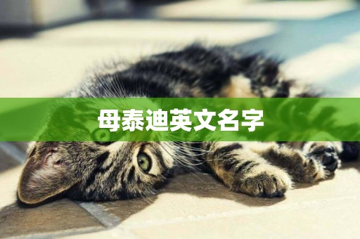 母泰迪英文名字