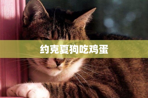 約克夏狗吃雞蛋