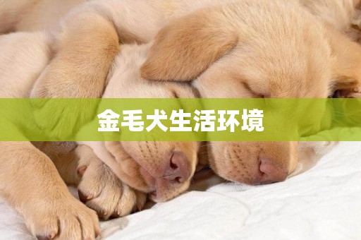 金毛犬生活環境