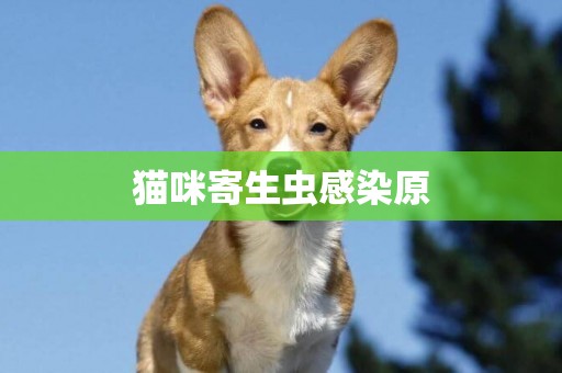 貓咪寄生蟲感染原