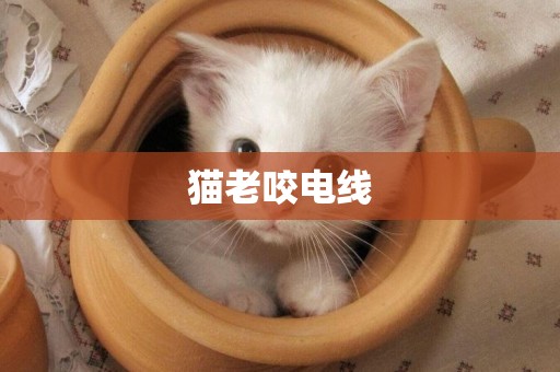 貓老咬電線