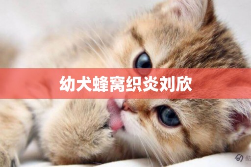 幼犬蜂窩織炎劉欣