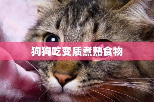 狗狗吃變質煮熟食物