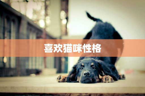 喜歡貓咪性格