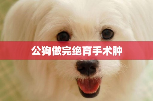 公狗做完絕育手術腫