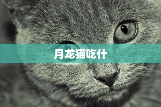 月龍貓吃什