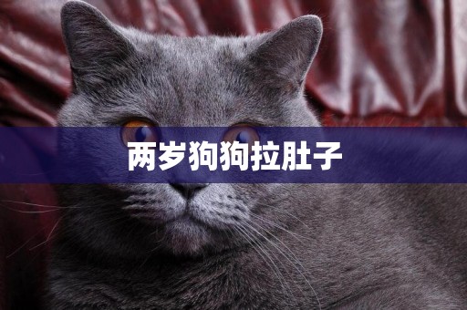 兩歲狗狗拉肚子