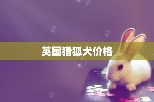 英國獵狐犬價格