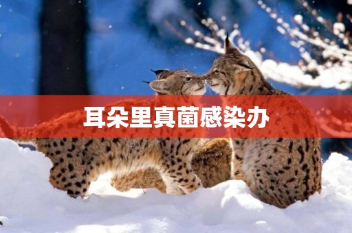 耳朵里真菌感染辦