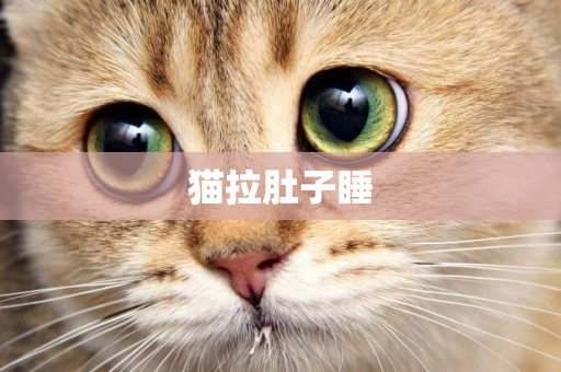貓拉肚子睡