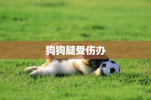 狗狗腿受傷辦