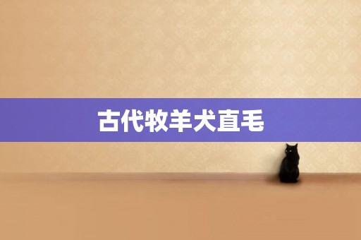 古代牧羊犬直毛