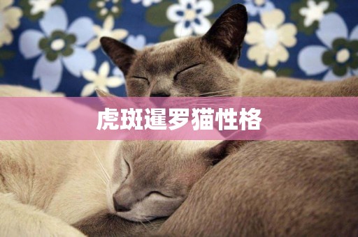 虎斑暹羅貓性格