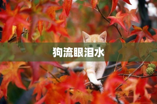 狗流眼淚水