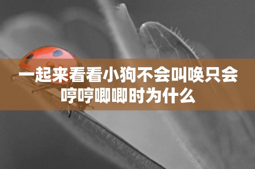一起來看看小狗不會叫喚只會哼哼唧唧時為什么