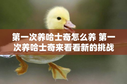 第一次養哈士奇怎么養 第一次養哈士奇來看看新的挑戰內容