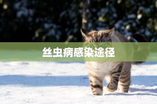 絲蟲病感染途徑