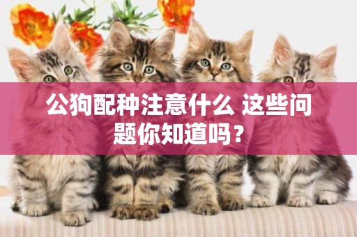公狗配種注意什么 這些問題你知道嗎？