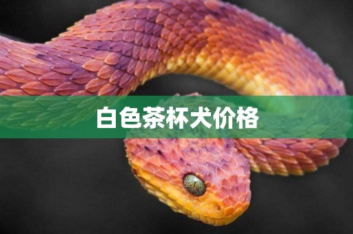 白色茶杯犬價格