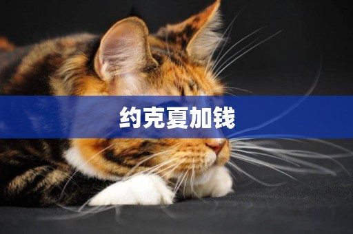 約克夏加錢