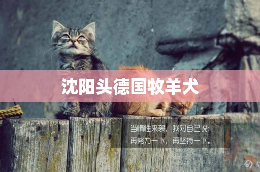 沈陽頭德國牧羊犬