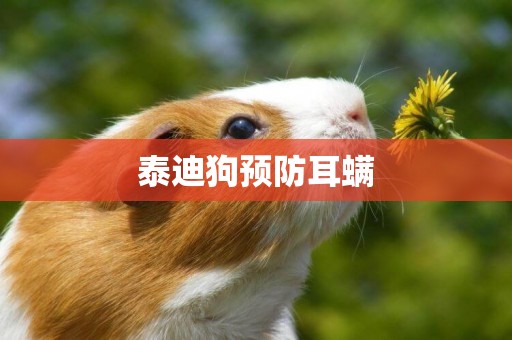 泰迪狗預防耳螨